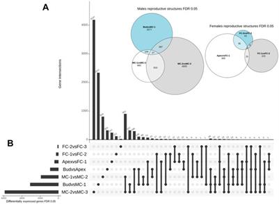 Transcriptional Regulation of Pine Male and Female Cone Initiation and Development: Key Players Identified Through Comparative Transcriptomics